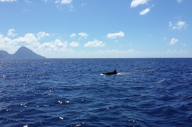 Whale Watching and Dolphin Spotting Cruise - North Island pickup, small group size, and getting on board fast