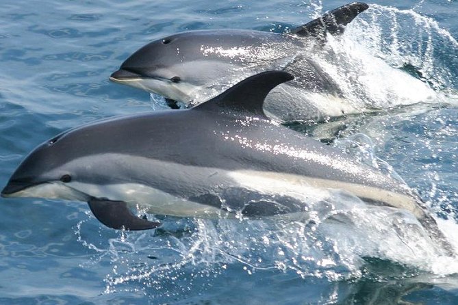 Whale Watching and Dolphin Spotting Cruise - Photos, motion, and what to pack for a bouncy boat day