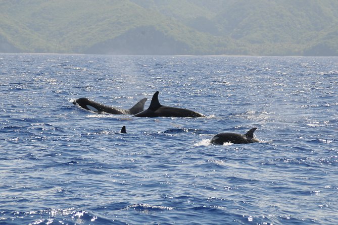 Whale Watching and Dolphin Spotting Cruise - Drinks, music, and the onboard rhythm that keeps you happy between sightings