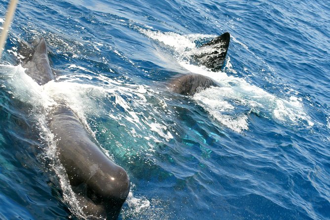 Whale Watching and Dolphin Spotting Cruise - Price and value at $88: what you’re paying for, and what you might trade off