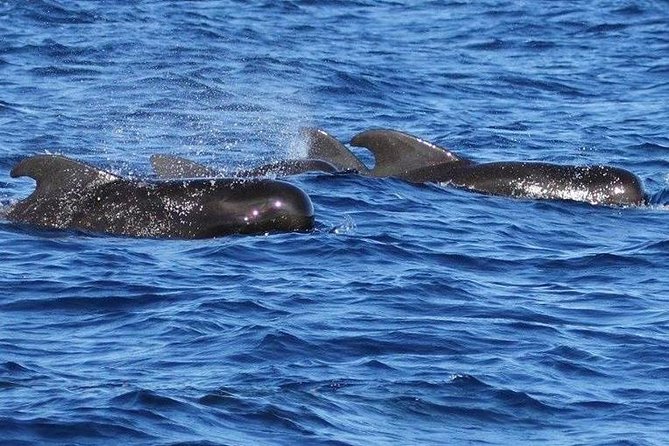 Whale Watching and Dolphin Spotting Cruise - Who should book this cruise, and who might want a different day plan