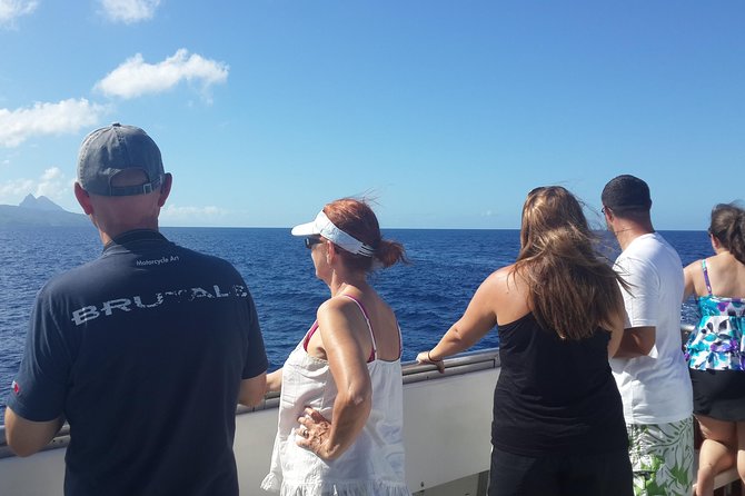 Whale Watching and Dolphin Spotting Cruise - Wildlife odds: why you might see dolphins only, and why that can still be great